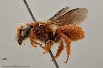 Media type: image;   Entomology 790596 Aspect: habitus lateral view